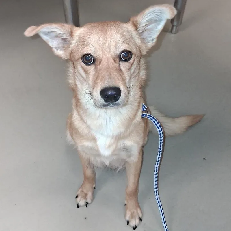 An adult small-sized female Golden Chihuahua dog named Tinkerbelle for adoption in Austin, TX