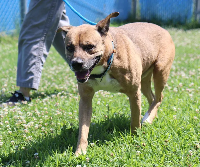 An adult medium-sized male White / Cream Shepherd dog named Ziggy for adoption in Kansas City, KS