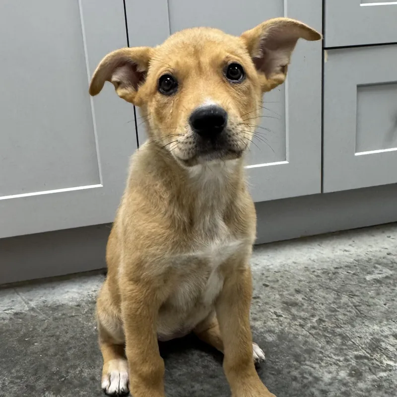 A baby medium-sized female Apricot / Beige Black Mouth Cur dog named Sunny for adoption in Williston, VT