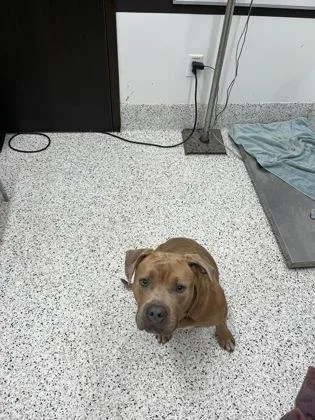 An adult large-sized male Pit Bull Terrier dog named Chipper for adoption in Atlanta, GA