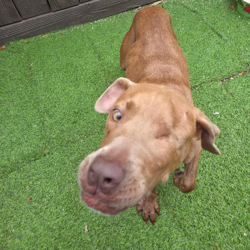 A young medium-sized female Yellow / Tan / Blond / Fawn Mixed Breed dog named Myla for adoption in LOXAHATCHEE, FL