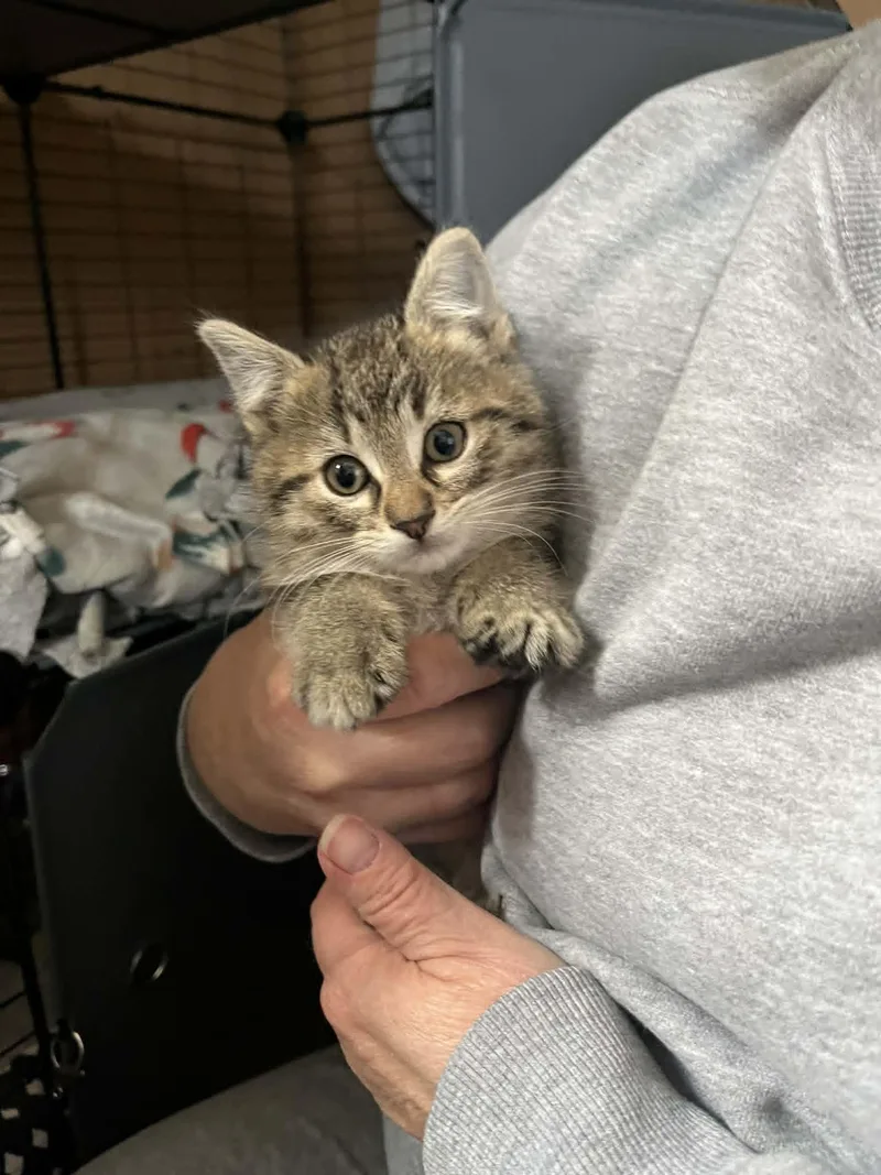 A baby medium-sized female Tabby (Brown / Chocolate) Domestic Short Hair cat named Esme for adoption in Minneapolis, MN