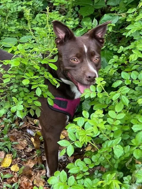 An adult medium-sized female Brown / Chocolate Boston Terrier dog named Gemma for adoption in Farmingville, NY
