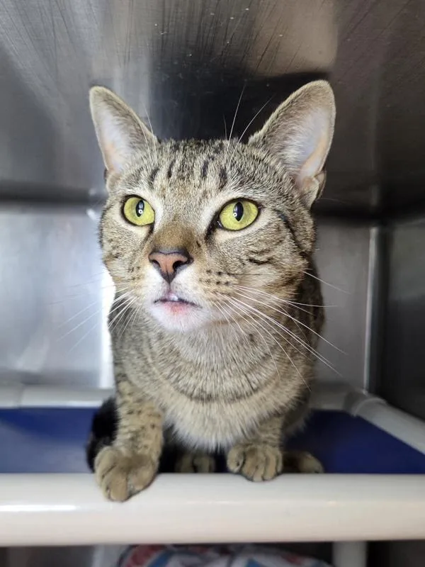 A young medium-sized male Domestic Short Hair cat named Magic Tree House for adoption in Millersville, MD