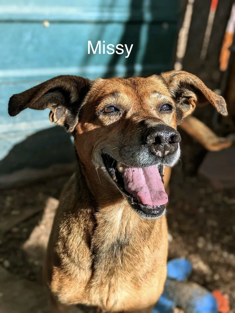 A senior medium-sized female Yellow / Tan / Blond / Fawn Shepherd dog named Missy for adoption in Pueblo, CO