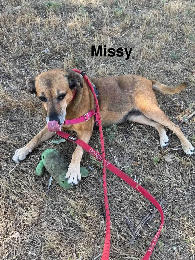 Missy thumbnail 2