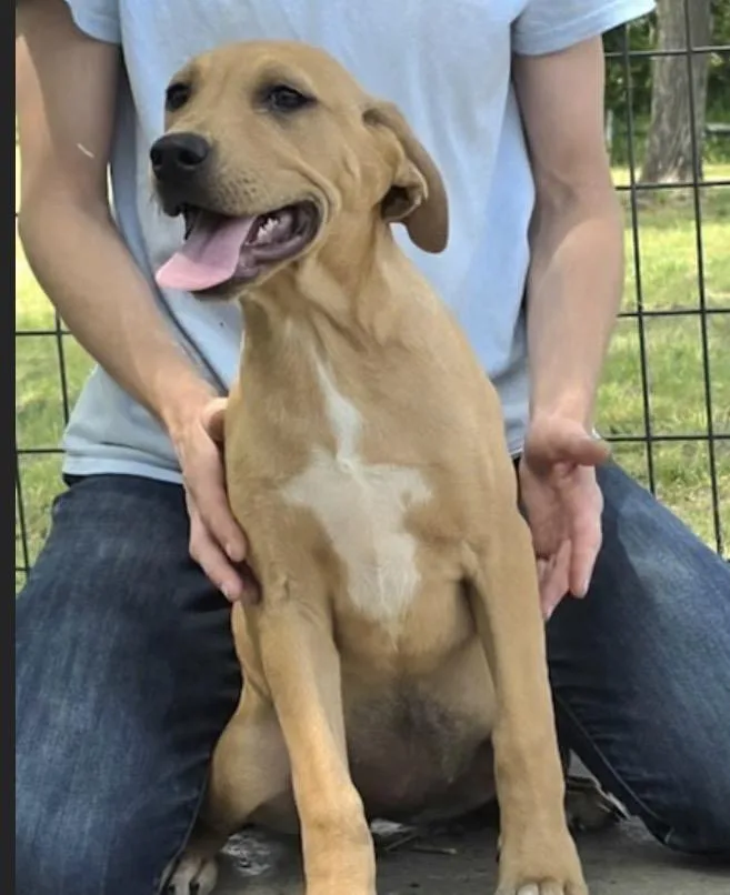A young large-sized female Yellow / Tan / Blond / Fawn Labrador Retriever dog named Sailor for adoption in Watertown, CT