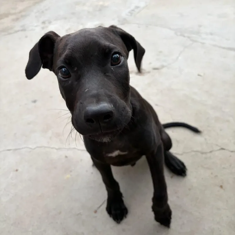 A baby medium-sized male Black Pit Bull Terrier dog named Ziggy for adoption in Hawthorne, CA