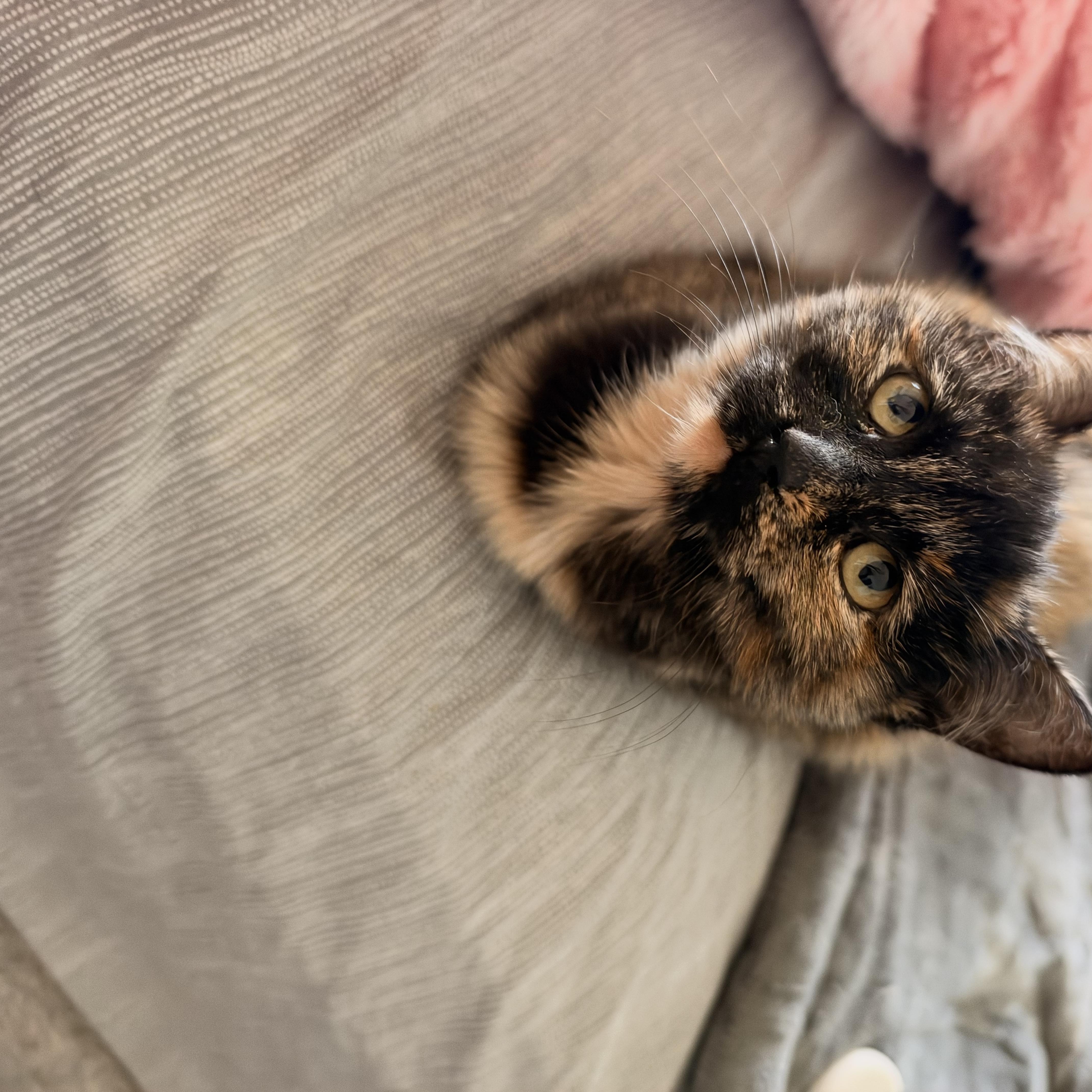 A baby medium-sized female Tortoiseshell Domestic Short Hair cat named Roo for adoption in East Lansing, MI