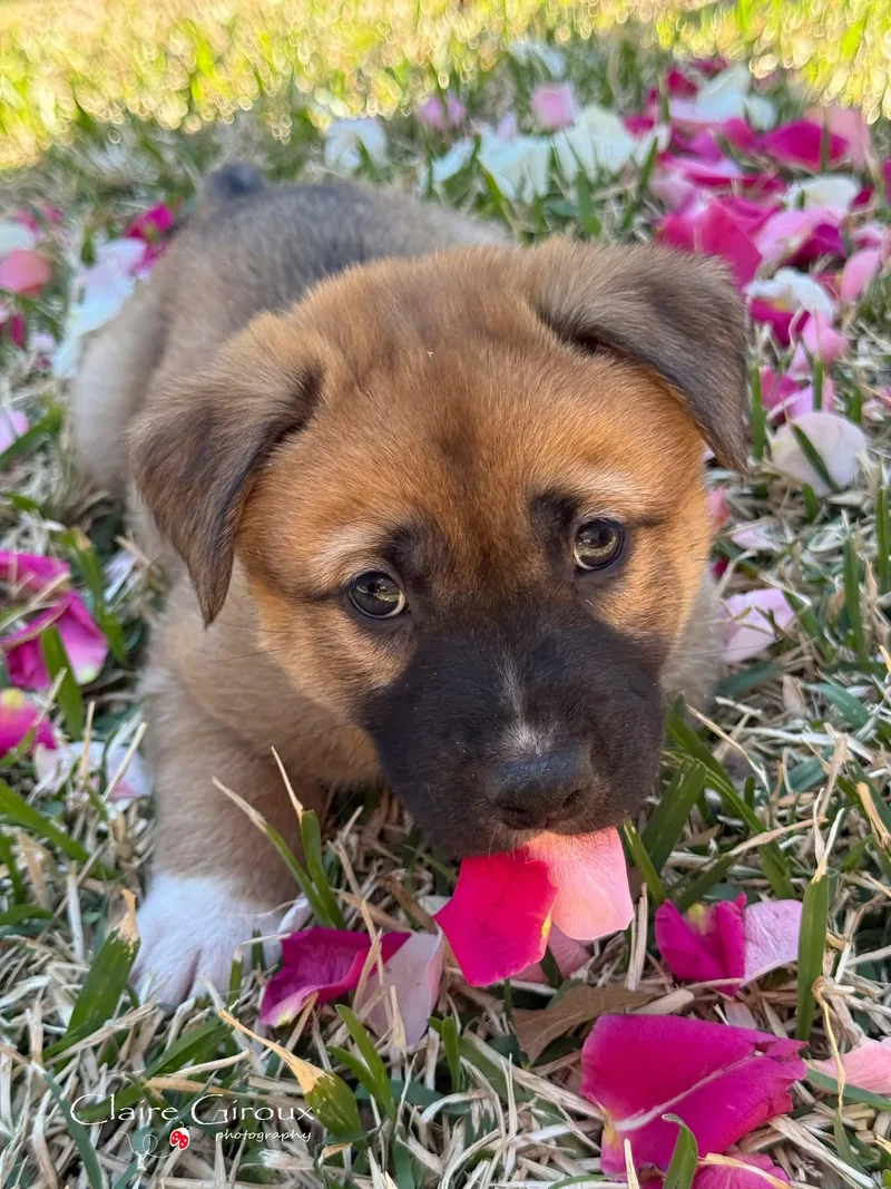 A young medium-sized male Bicolor Mixed Breed dog named Beaver for adoption in Carrollton, TX