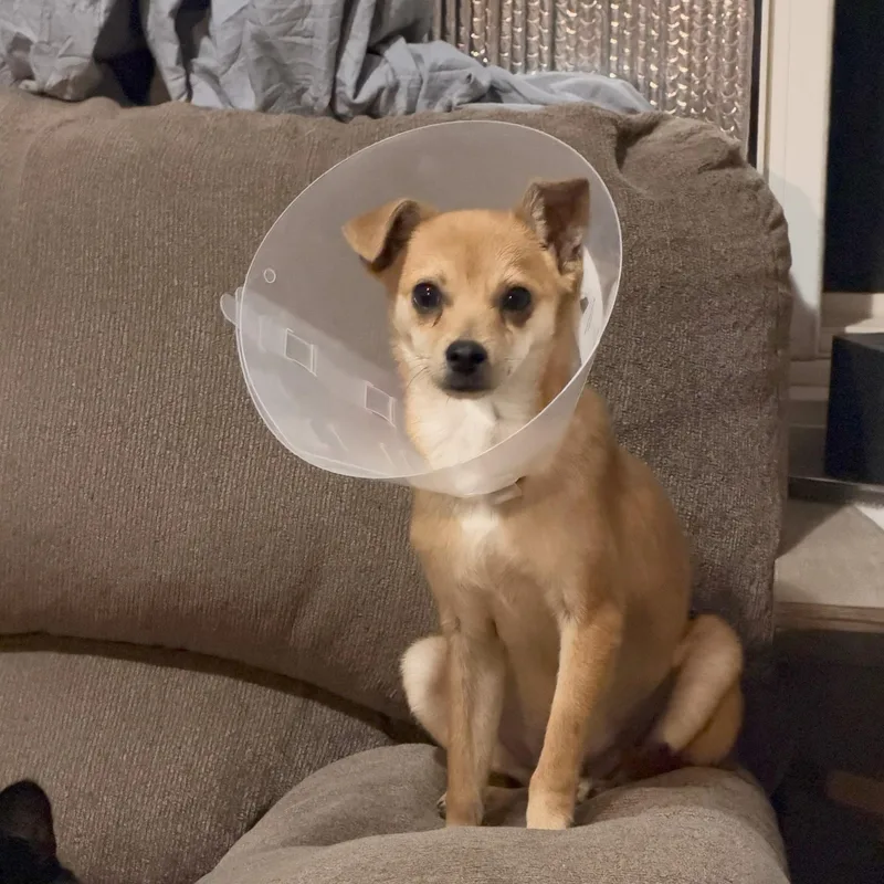 A young small-sized male Chihuahua dog named Nugget for adoption in Brentwood, CA