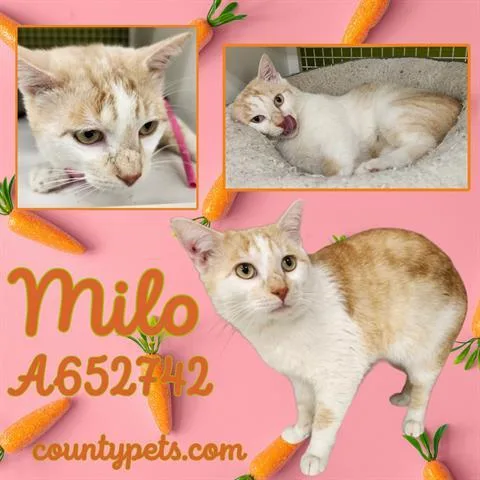 An adult large-sized male Domestic Short Hair cat named Milo for adoption in Houston, TX