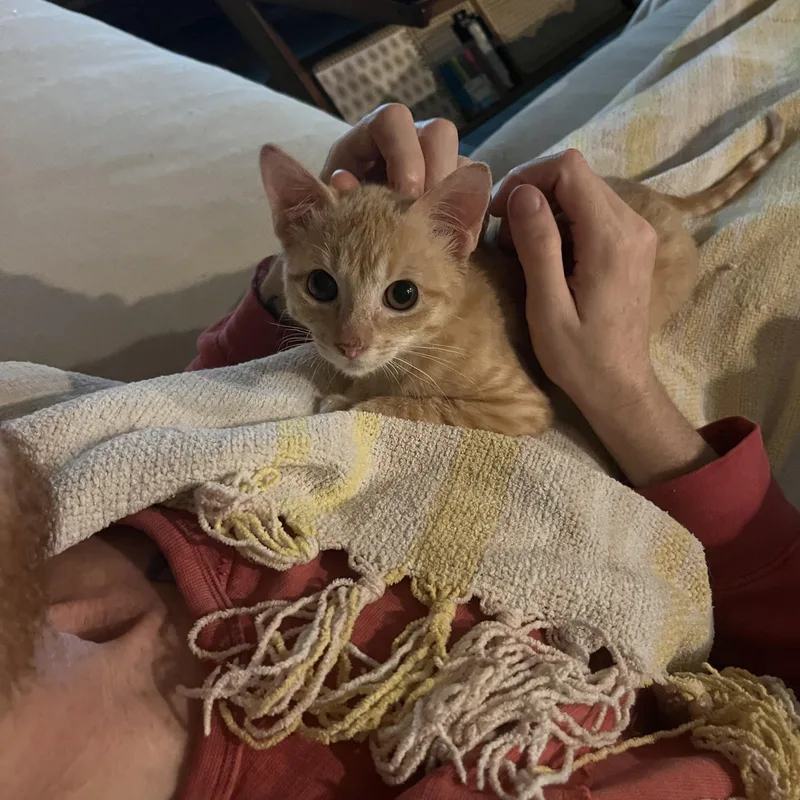 A baby medium-sized male Orange / Red Domestic Short Hair cat named Mr Gattie for adoption in Austin, TX