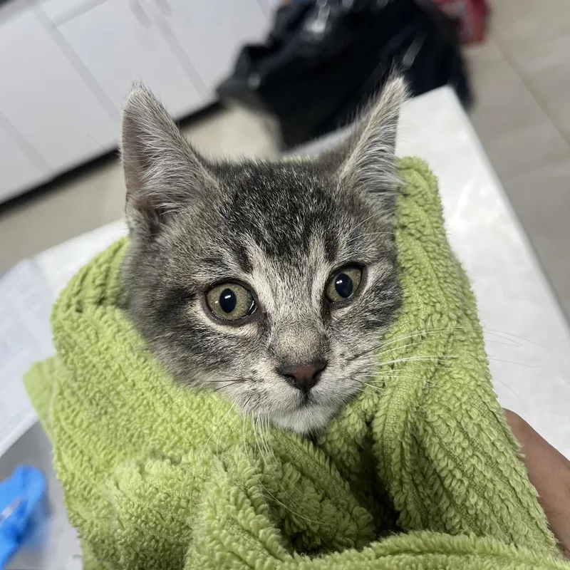 A baby small-sized male Gray / Blue / Silver Domestic Short Hair cat named Wilbur for adoption in Newark, NJ