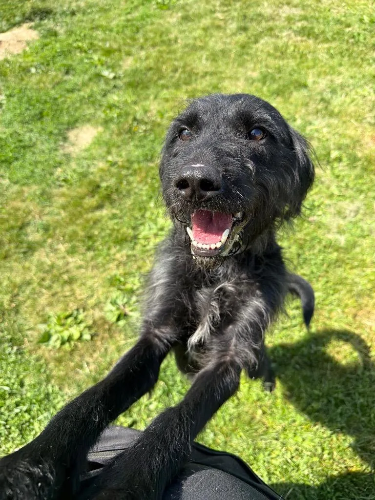 An adult medium-sized male Poodle dog named Sirius for adoption in Pierceton, IN