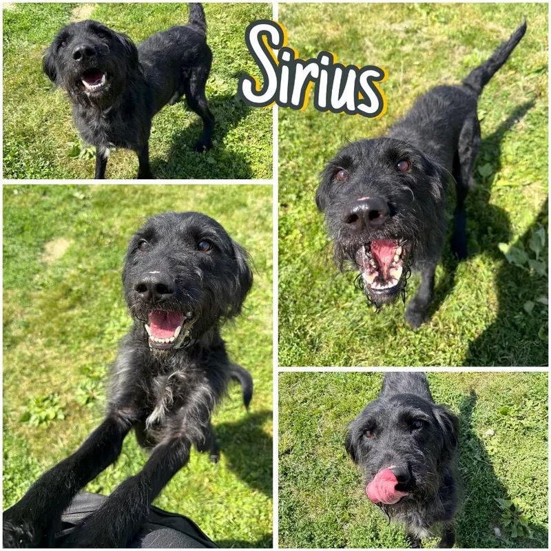 Sirius thumbnail 3