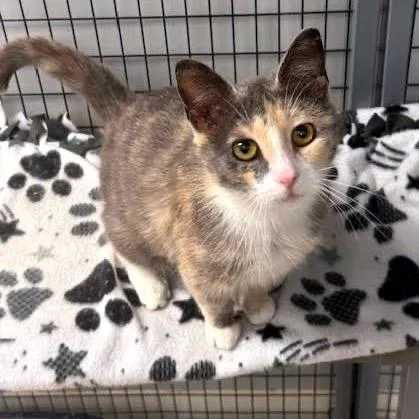 Josephine C thumbnail 2