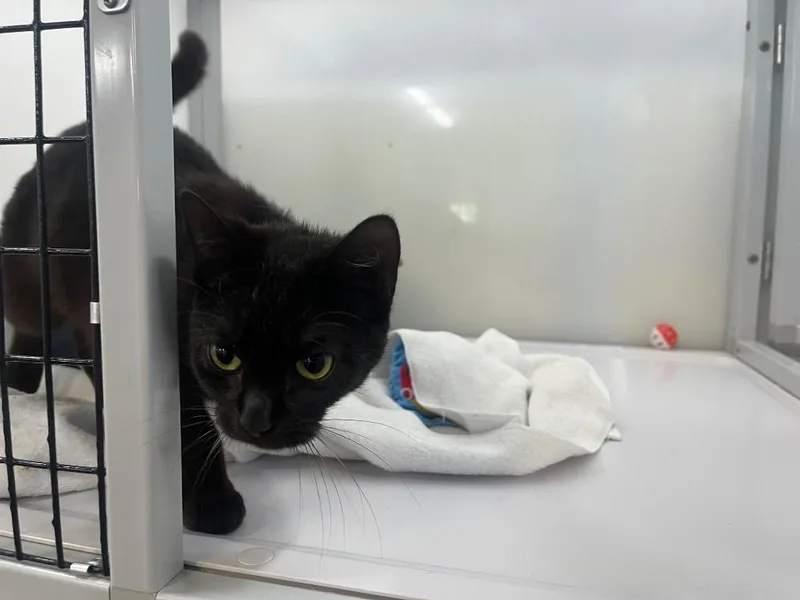 A baby medium-sized female Domestic Short Hair cat named Red Leaf Lettuce for adoption in Raleigh, NC