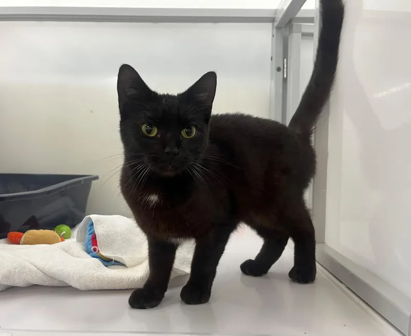 Red Leaf Lettuce thumbnail 2