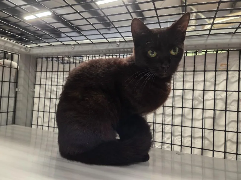 Red Leaf Lettuce thumbnail 3