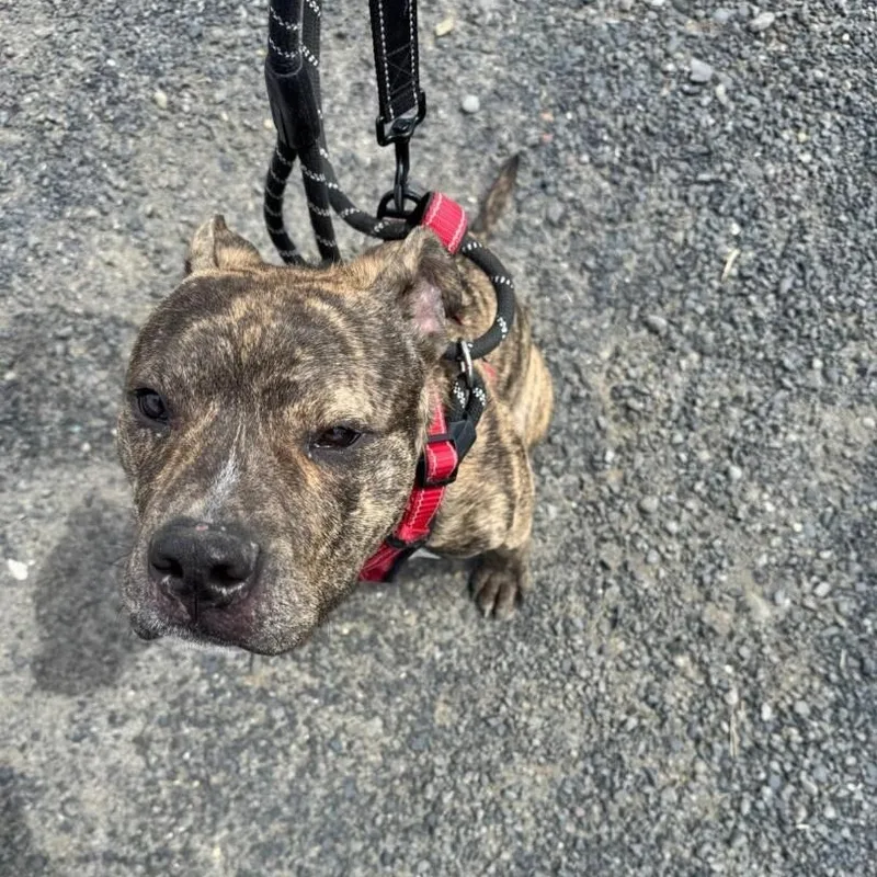 Taylor  Big Puppy! thumbnail 2