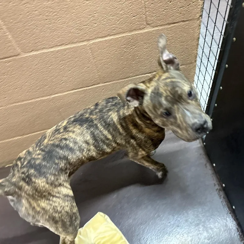 Taylor  Big Puppy! thumbnail 4