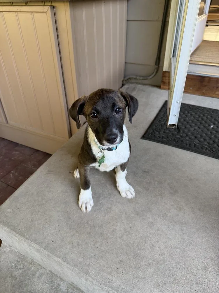 A baby medium-sized male Border Collie dog named Gatsby for adoption in Broomfield, CO
