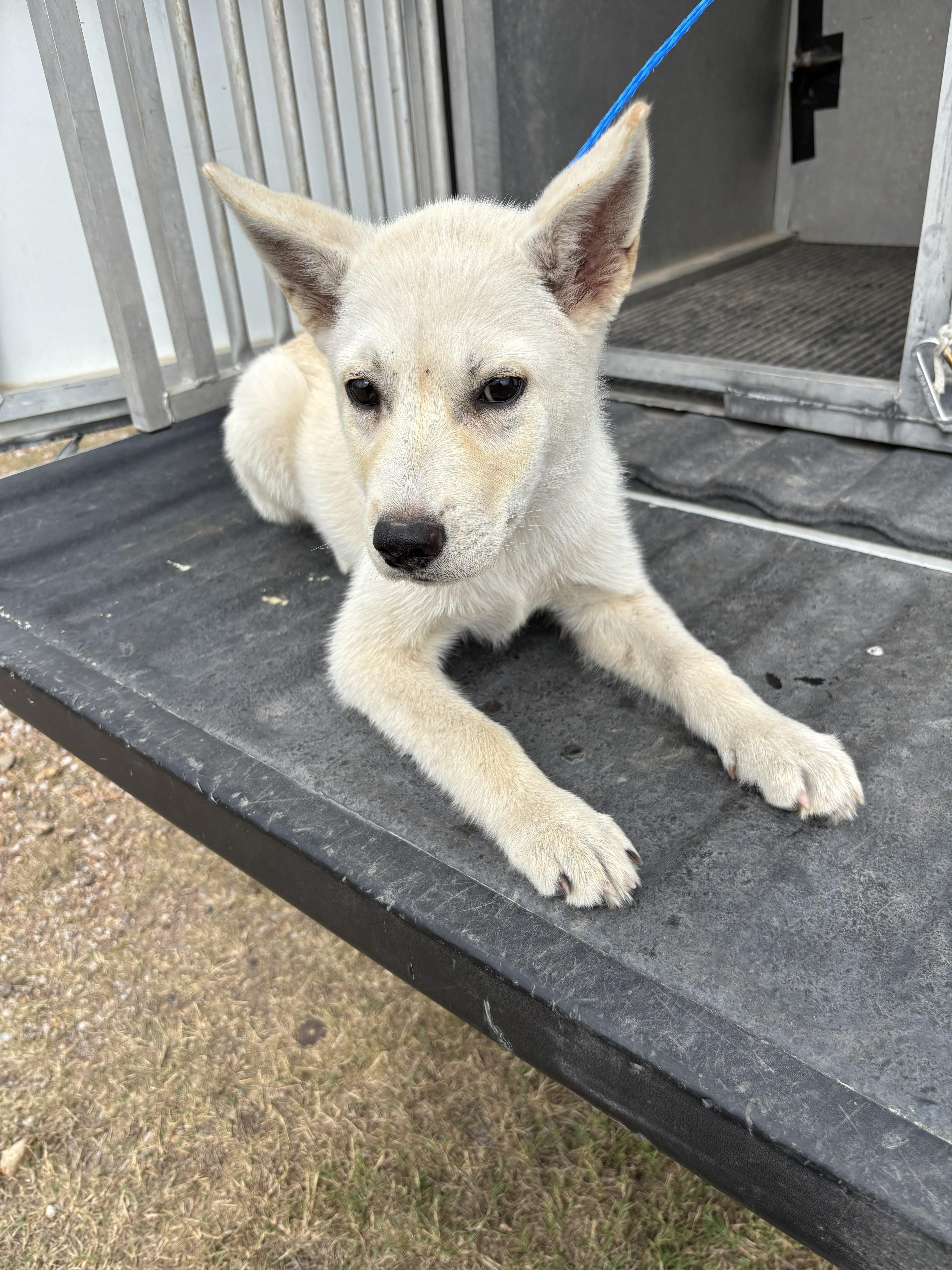 A young medium-sized male Husky dog named Found Corbin for adoption in Edna, TX