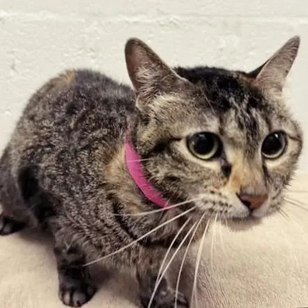 An adult medium-sized female Brown / Chocolate Domestic Short Hair cat named Mindy for adoption in Saint Louis, MO