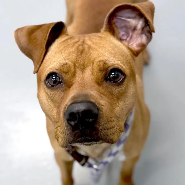 A young medium-sized male Terrier dog named Empanada for adoption in Des Moines, IA