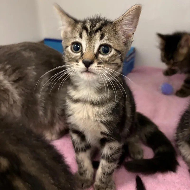 A baby small-sized male Domestic Short Hair cat named Andrew Glouberman for adoption in Charleston, WV