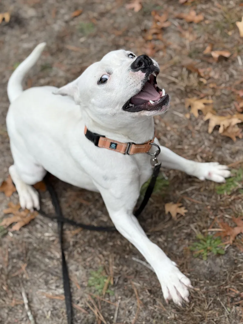 A young medium-sized female White / Cream Bull Terrier dog named Betsy for adoption in Carver, MA