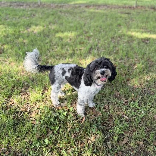 Fozzie