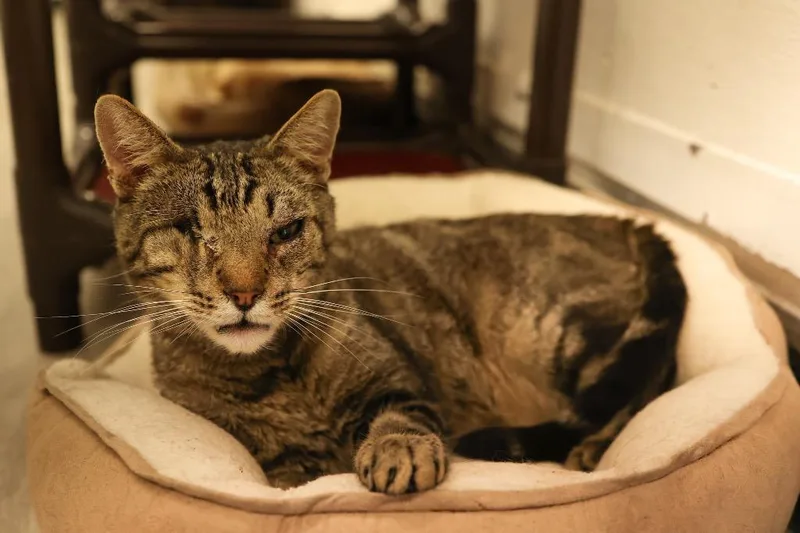 A senior medium-sized female Tabby (Brown / Chocolate) Tabby cat named Luna for adoption in Mira Loma, CA