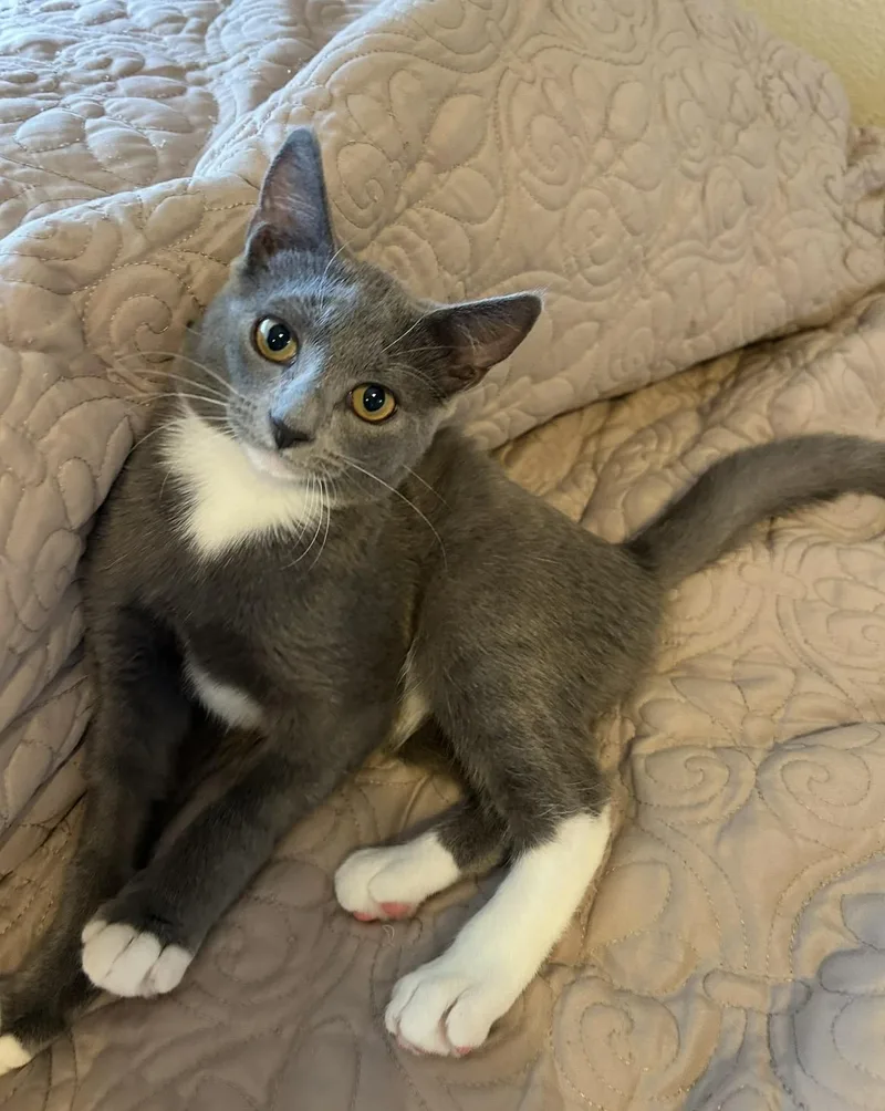 A baby medium-sized female Gray & White Domestic Short Hair cat named Bunny for adoption in Davis, CA