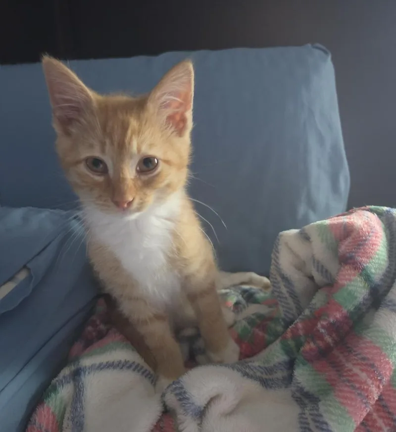 A baby medium-sized male Domestic Medium Hair cat named Floatie for adoption in Youngsville, NC