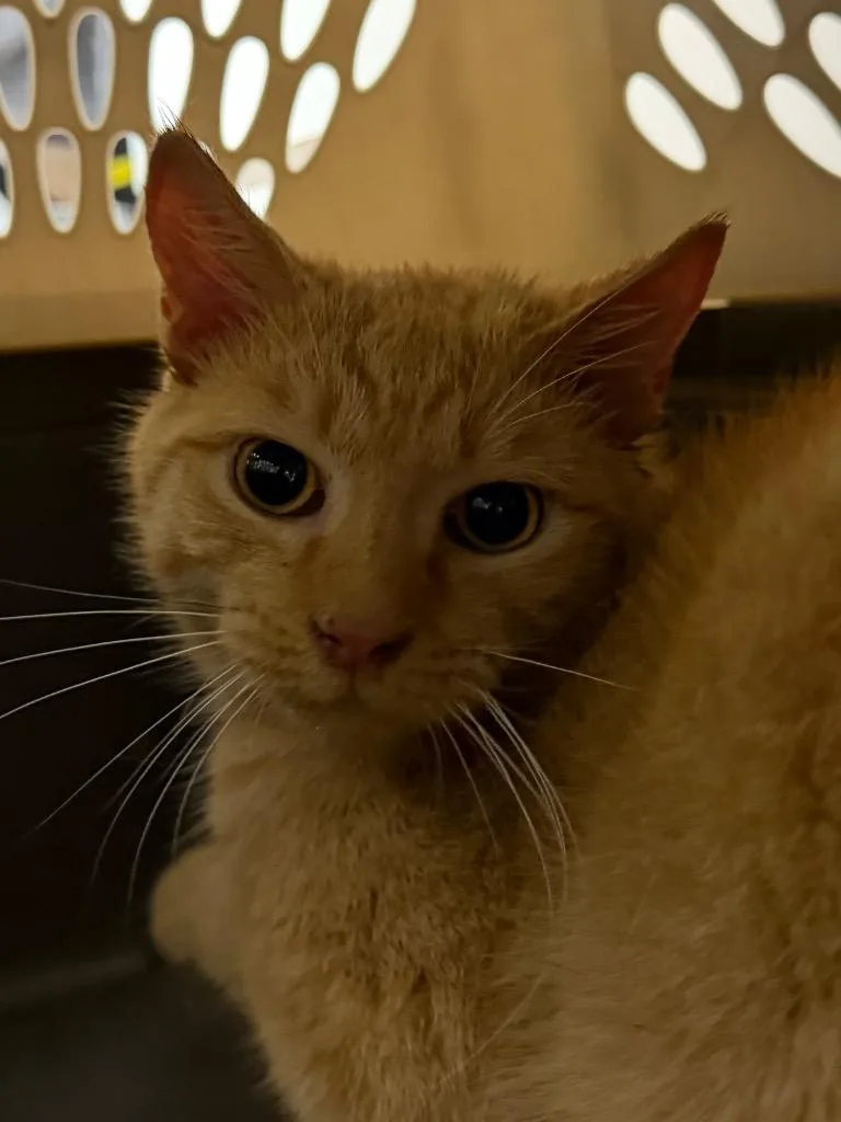 A young medium-sized male Domestic Short Hair cat named Cubby for adoption in Pomona, NY