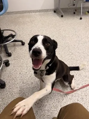 An adult large-sized female Black Mixed Breed dog named Poppy for adoption in Kansas City, MO