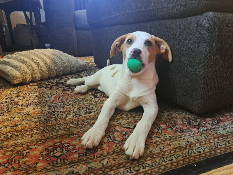 A baby medium-sized female Red / Chestnut / Orange Mixed Breed dog named Cheryl for adoption in Grand Rapids, MI