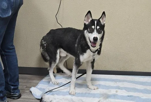 An adult medium-sized male Siberian Husky dog named Ice Cream for adoption in Oceanside, CA