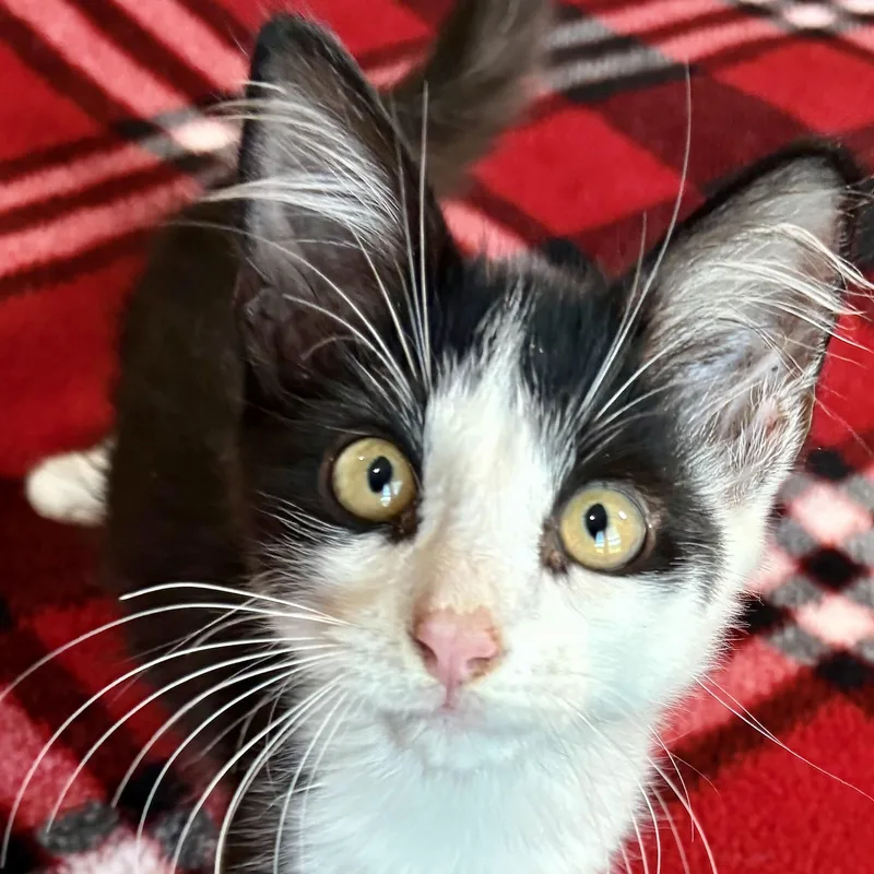 A baby small-sized female Black & White / Tuxedo Domestic Medium Hair cat named Denai for adoption in Liverpool, TX