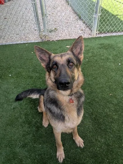 An adult large-sized female German Shepherd Dog dog named Flora for adoption in Louisburg, NC