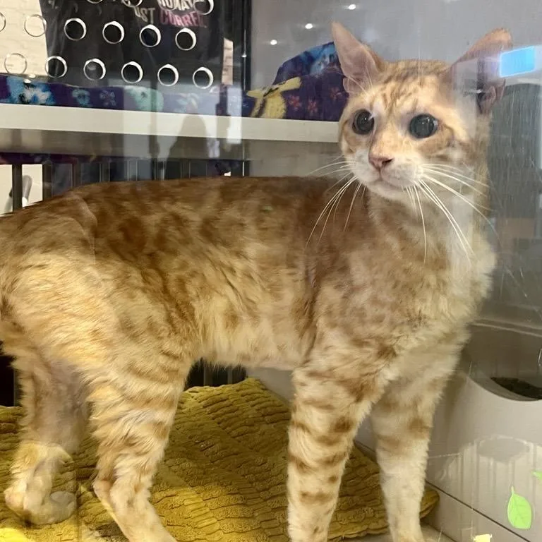 A senior large-sized male Orange / Red Domestic Short Hair cat named Blaze for adoption in Temecula, CA