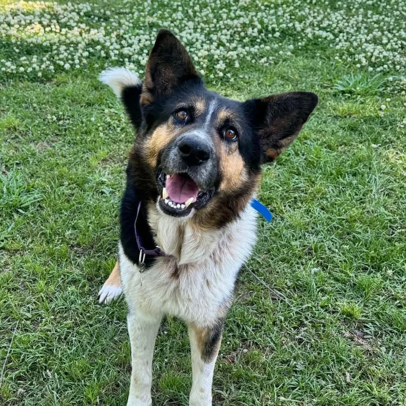 An adult large-sized male German Shepherd Dog dog named Garson for adoption in Bradenton, FL