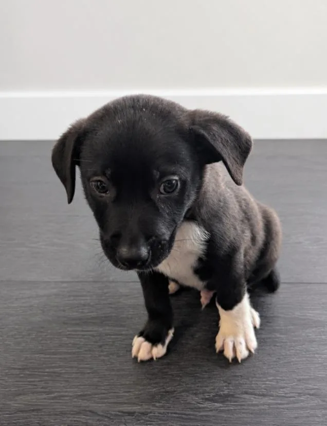 A baby medium-sized male Black Mixed Breed dog named Graham for adoption in CHURCHVILLE, NY