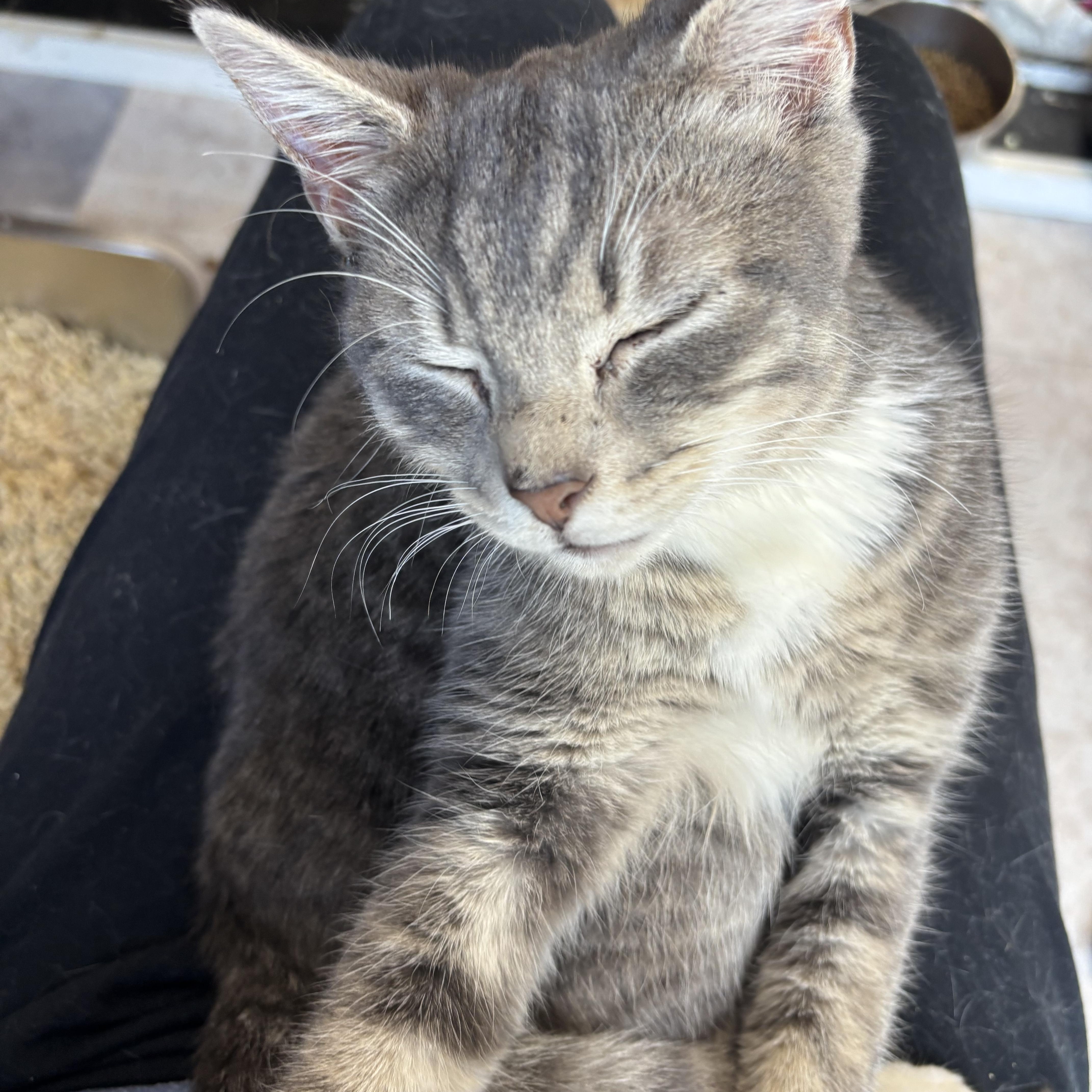 A baby small-sized female Domestic Short Hair cat named Genevieve for adoption in Galloway, NJ