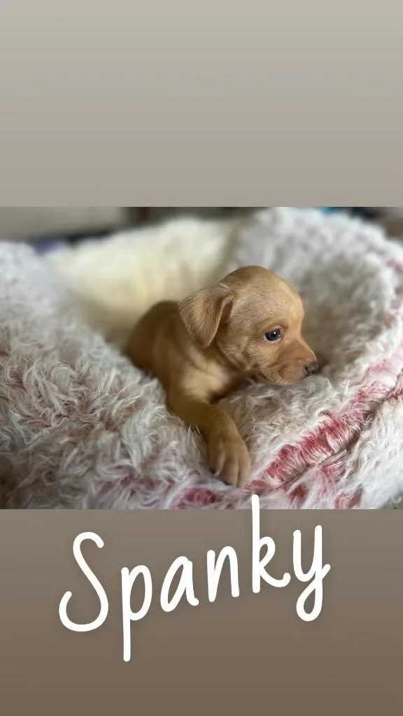 A baby small-sized male Chihuahua dog named Spanky for adoption in Labelle, FL
