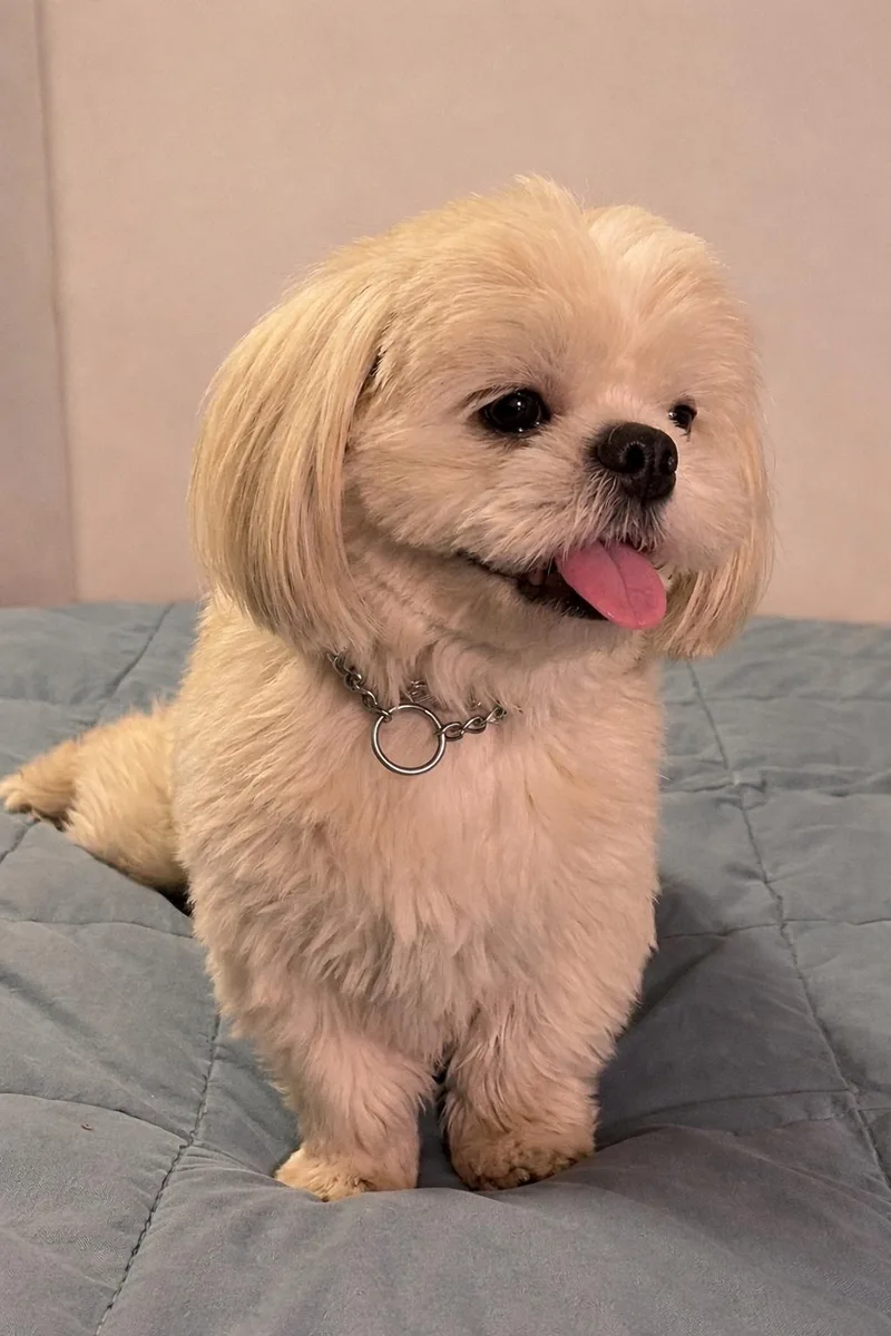 A young small-sized female Shih Tzu dog named Luna Gdp for adoption in Dallas, TX