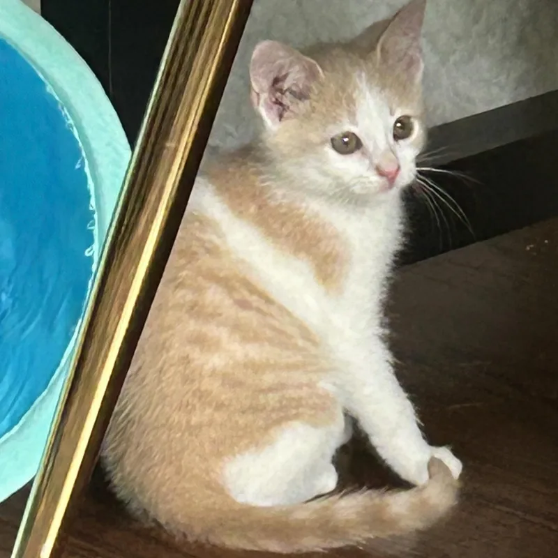 A baby small-sized female Buff & White American Shorthair cat named Katya for adoption in Lilburn, GA