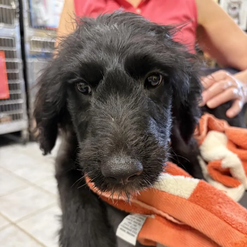 A baby small-sized female Black Mixed Breed dog named Scooby Pup: Velma for adoption in Falls Church, VA